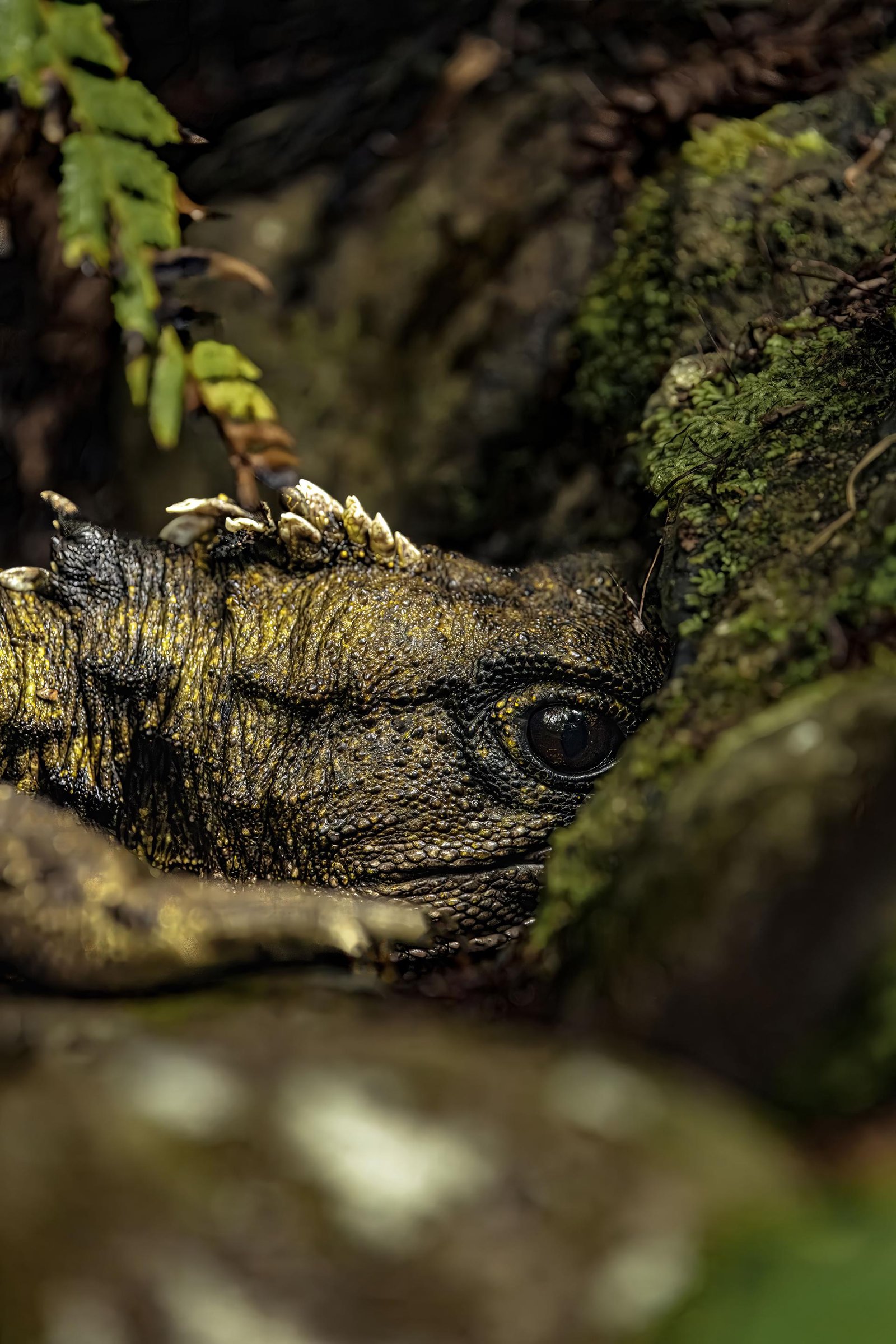 European Photography Awards Winner - Keeper of Time