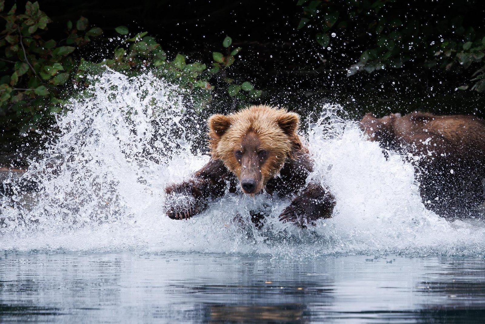 European Photography Awards Winner - When the Salmon Run